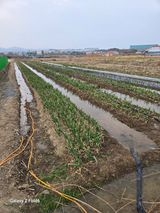 팜모닝 기타작물·영농일지 게시글 이미지