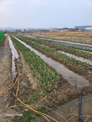 전수노김이곤님의 기타작물 · 영농일지 작성글 사진