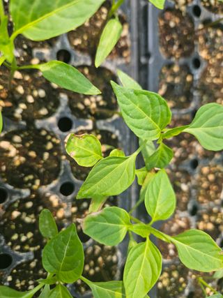 김주희님의 기타작물 · 영농일지 작성글 사진