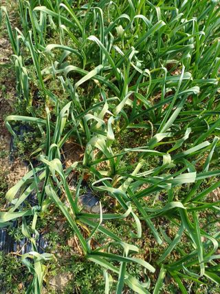 삼성농산님의 기타작물 · 영농일지 작성글 사진