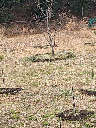 도깨비윤샘 님의 기타작물 · 영농일지 작성글 사진