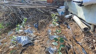 월굴리이승재님의 기타작물 · 영농일지 작성글 사진