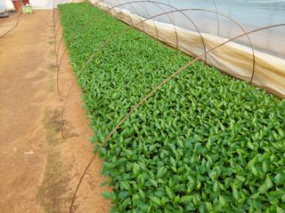 양김정숙님의 기타작물 · 영농일지 작성글 사진