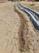 팜모닝 기타작물·영농일지 게시글 이미지