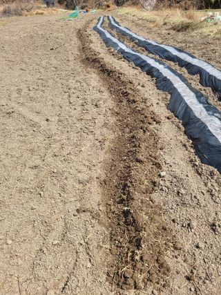 새싹님의 기타작물 · 영농일지 작성글 사진