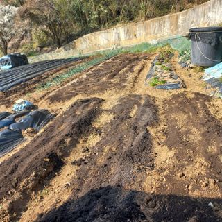 김건우님의 기타작물 · 영농일지 작성글 사진