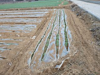 함영동님의 기타작물 · 영농일지 작성글 사진