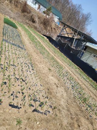 이상욱님의 마늘 · 영농일지 작성글 사진