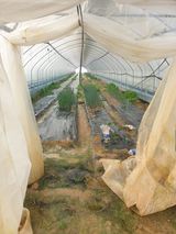 팜모닝 기타작물·영농일지 게시글 이미지