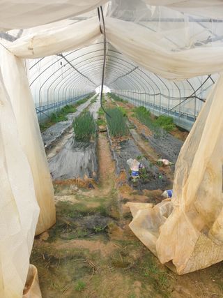 안농부님의 기타작물 · 영농일지 작성글 사진