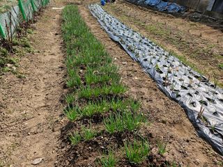 경달현님의 파 · 영농일지 작성글 사진