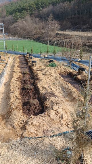 박준권님의 블루베리 · 영농일지 작성글 사진