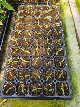 백호순(후추)님의 고추 · 영농일지 작성글 사진