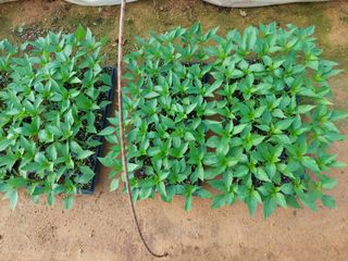 양김정숙님의 기타작물 · 영농일지 작성글 사진