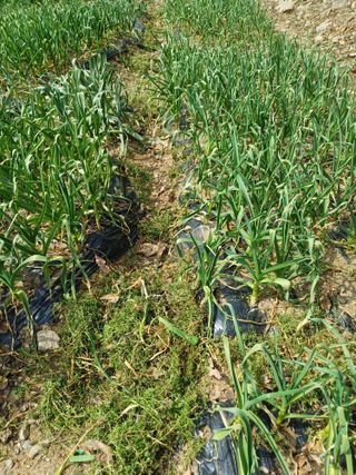 삼성농산님의 기타작물 · 영농일지 작성글 사진