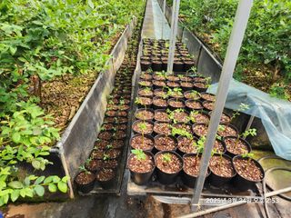 고흥아이베리팜님의 기타작물 · 영농일지 작성글 사진