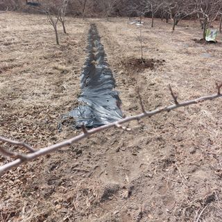 Blackbear님의 기타작물 · 영농일지 작성글 사진