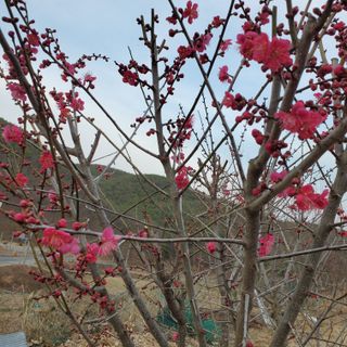 정연섭님의 기타작물 · 영농일지 작성글 사진