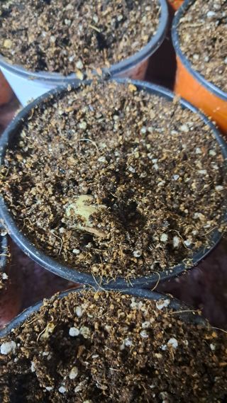 bpjh9173님의 기타작물 · 영농일지 작성글 사진