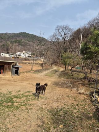 매실21434님의 기타작물 · 영농일지 작성글 사진