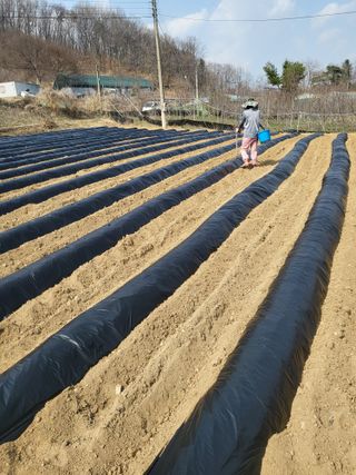이상욱님의 옥수수 · 영농일지 작성글 사진