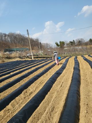 이상욱님의 옥수수 · 영농일지 작성글 사진