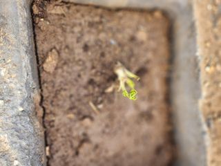 툇골짜기님의 기타작물 · 영농일지 작성글 사진