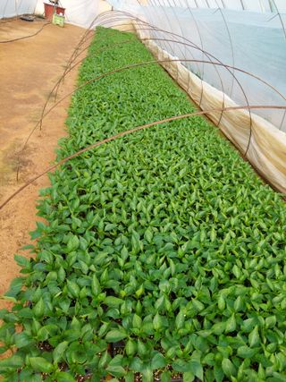 양김정숙님의 기타작물 · 영농일지 작성글 사진