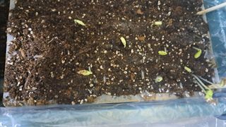 bpjh9173님의 기타작물 · 영농일지 작성글 사진