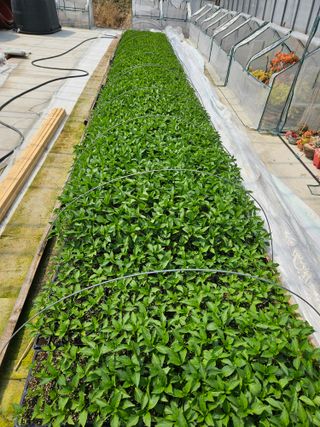 백호순(후추)님의 고추 · 영농일지 작성글 사진