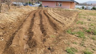 김영규님의 기타작물 · 영농일지 작성글 사진