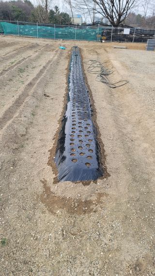 김유식 (청산)님의 기타작물 · 영농일지 작성글 사진