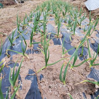 정연섭님의 기타작물 · 영농일지 작성글 사진