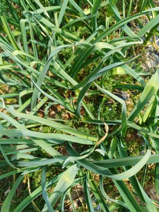 삼성농산님의 기타작물 · 영농일지 작성글 사진