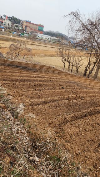 이영성(솔뫼농원)님의 기타작물 · 영농일지 작성글 사진