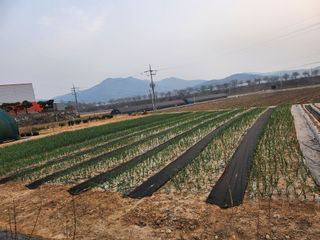 구봉갑산님의 기타작물 · 영농일지 작성글 사진