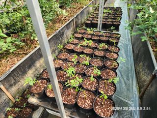 고흥아이베리팜님의 기타작물 · 영농일지 작성글 사진