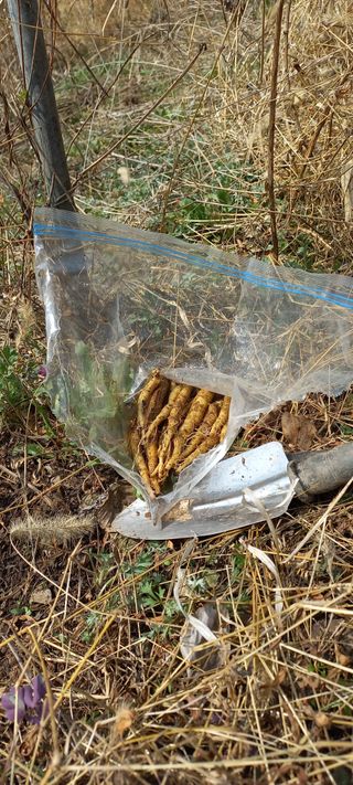 정석채님의 기타작물 · 영농일지 작성글 사진