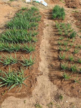 김 농부님의 기타작물 · 영농일지 작성글 사진