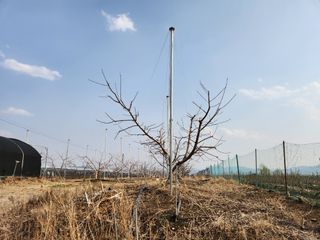 꿀복이농장님의 복숭아 · 영농일지 작성글 사진