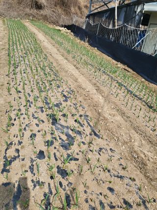 이상욱님의 마늘 · 영농일지 작성글 사진