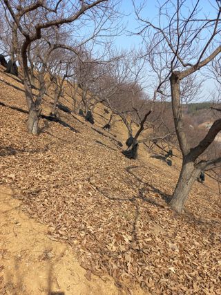 황인동님의 기타작물 · 영농일지 작성글 사진
