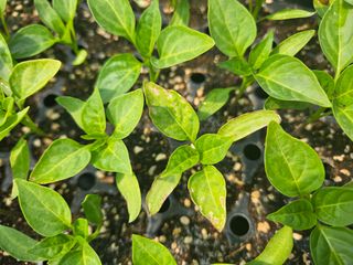 김주희님의 기타작물 · 영농일지 작성글 사진