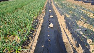 월굴리이승재님의 기타작물 · 영농일지 작성글 사진