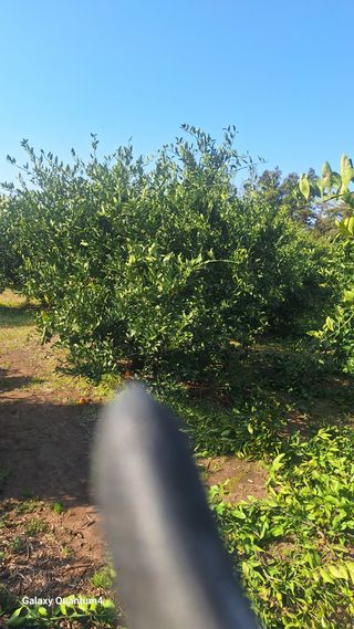 송임철님의 기타작물 · 영농일지 작성글 사진