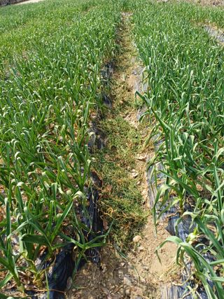 삼성농산님의 기타작물 · 영농일지 작성글 사진