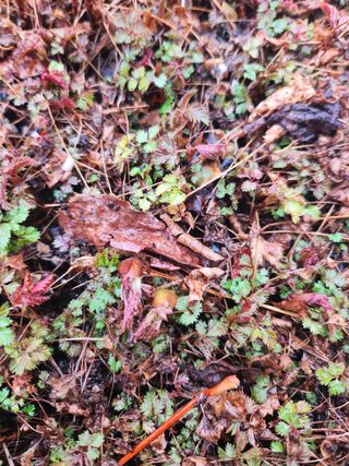 툇골짜기님의 기타작물 · 영농일지 작성글 사진