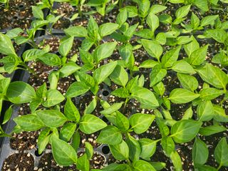 김주희님의 기타작물 · 영농일지 작성글 사진