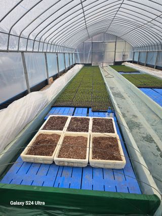 gigibae111님의 고추 · 영농일지 작성글 사진