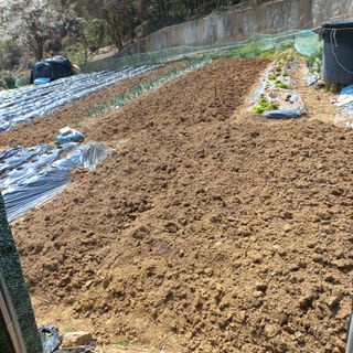 김건우님의 기타작물 · 영농일지 작성글 사진